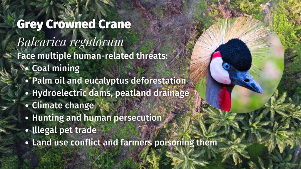 Grey Crowned Crane Balearica regulorum