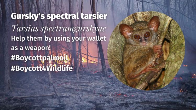 Gursky's spectral tarsier Tarsius spectrumgurskyae boycott palm oil