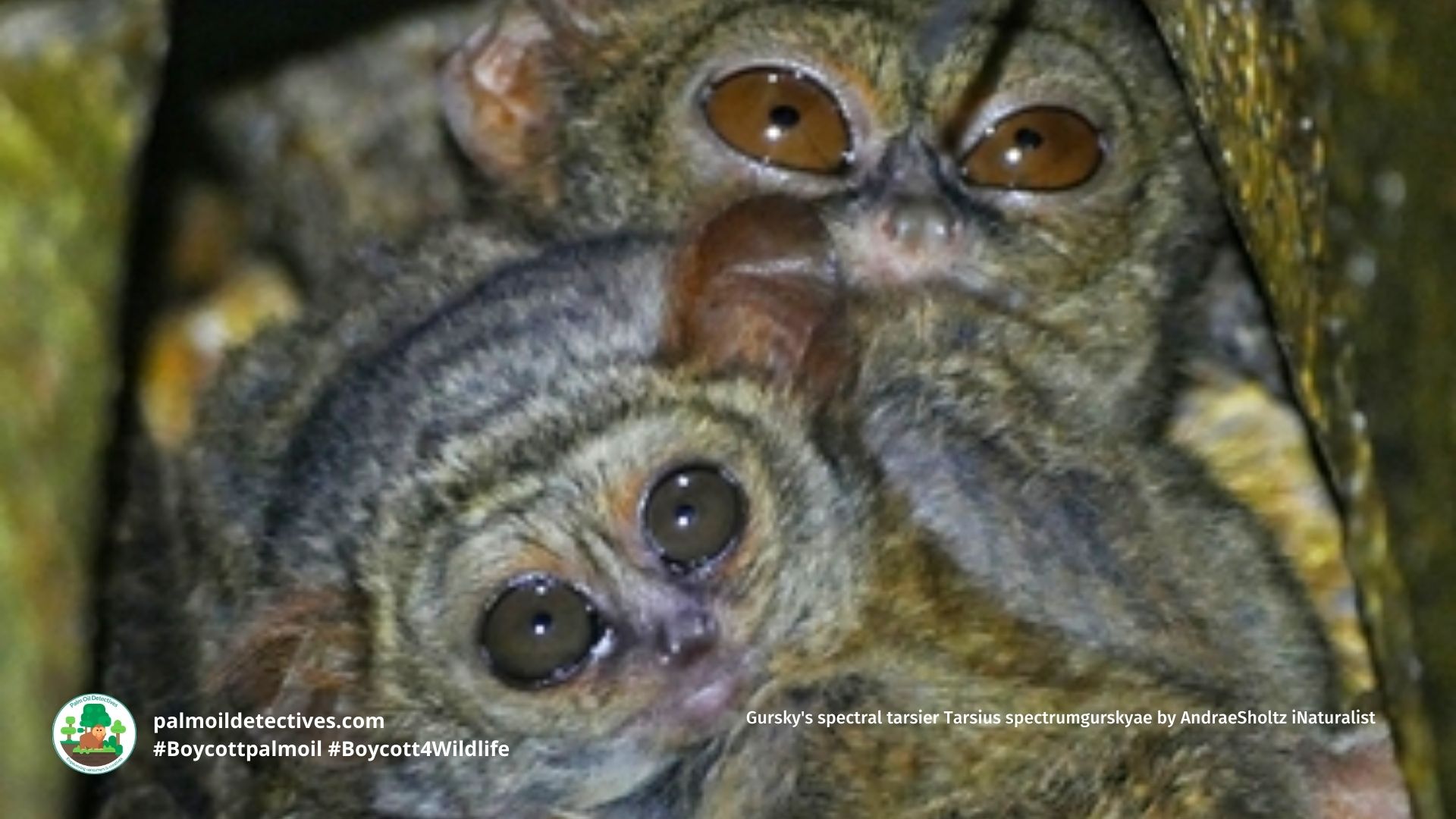 Gursky's spectral tarsier Tarsius spectrumgurskyae by AndraeSholtz iNaturalist (2)
