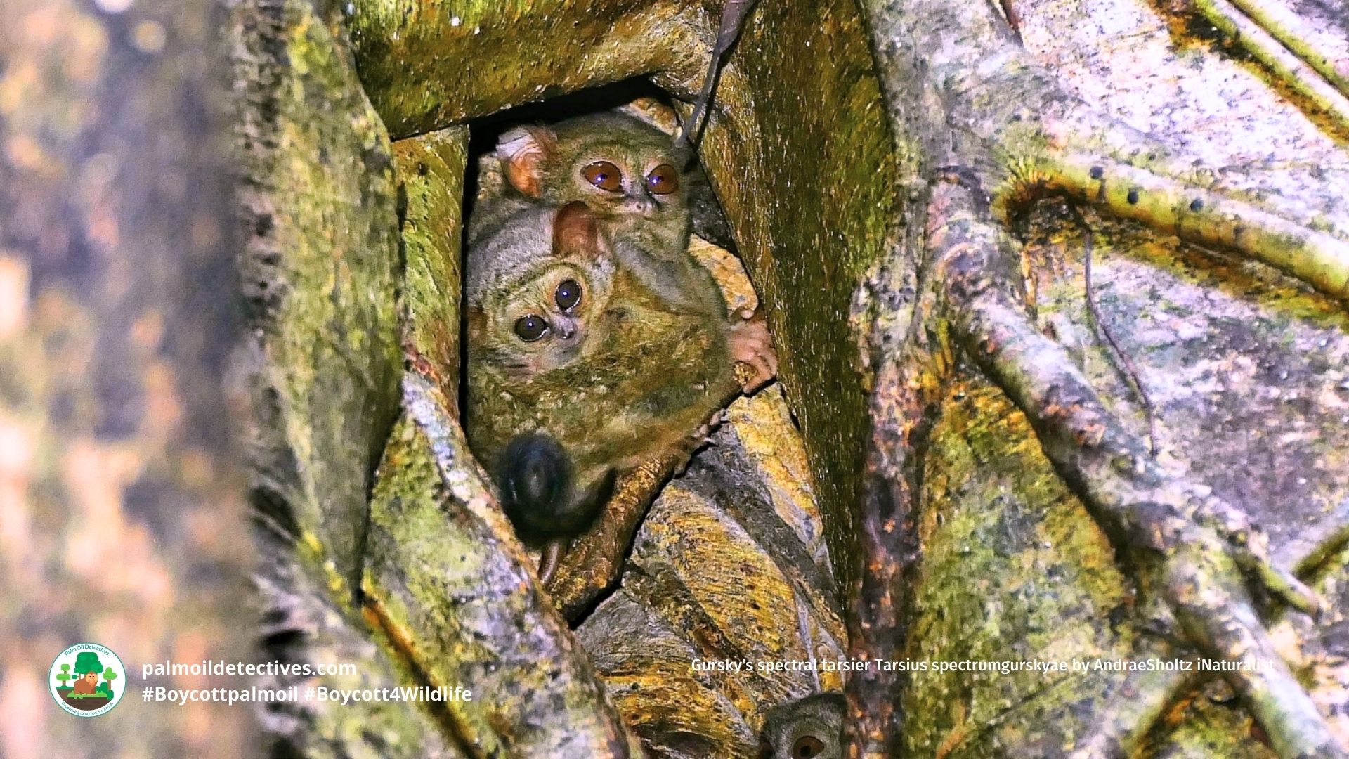 Gursky's spectral tarsier Tarsius spectrumgurskyae by AndraeSholtz iNaturalist (3)