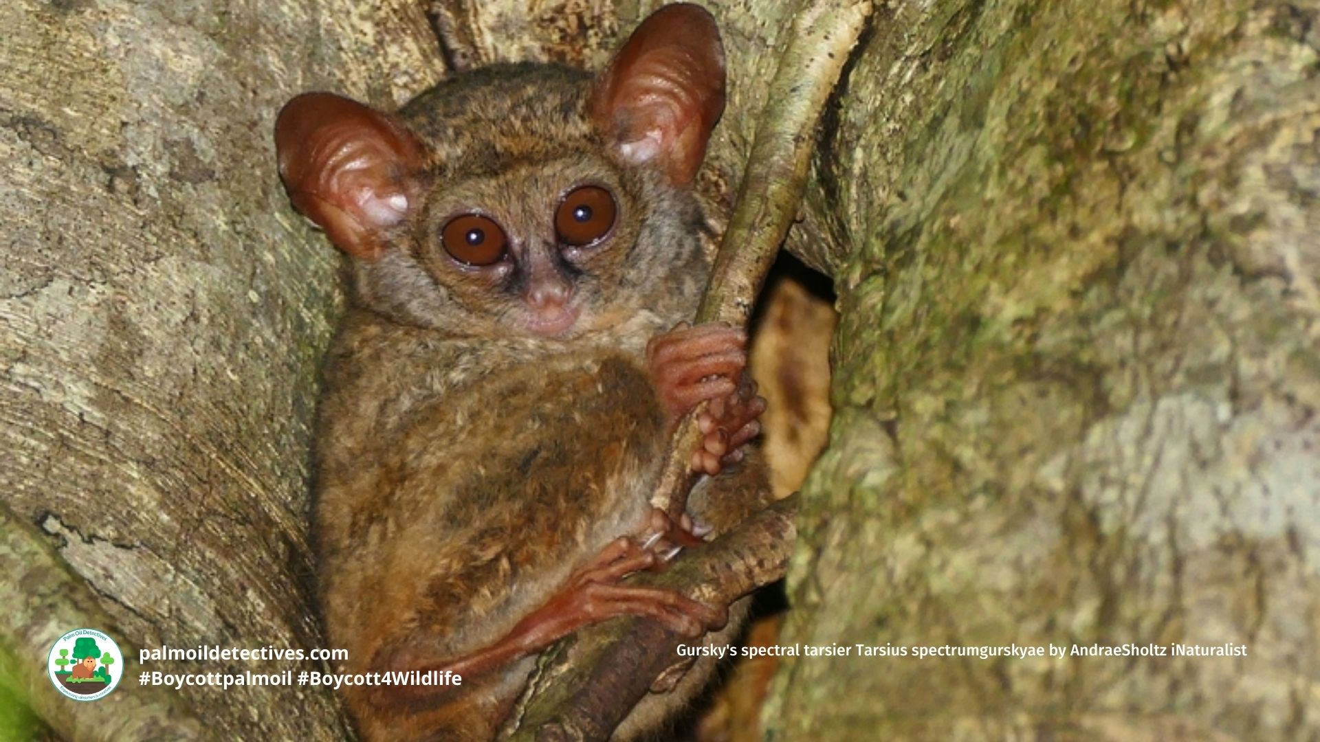 Gursky's spectral tarsier Tarsius spectrumgurskyae by AndraeSholtz iNaturalist (4)