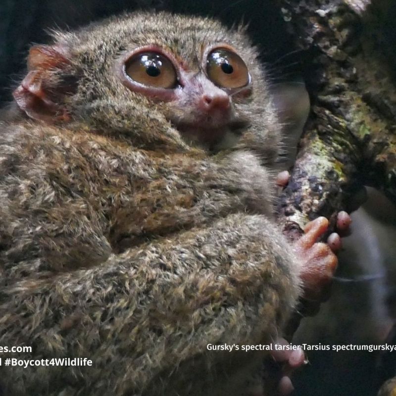 Gursky’s Spectral Tarsier Tarsius spectrumgurskyae