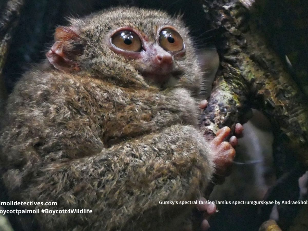 Gursky’s Spectral Tarsier Tarsius spectrumgurskyae