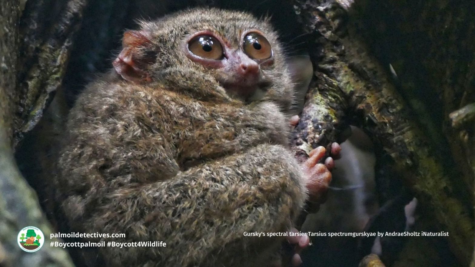 Gursky's spectral tarsier Tarsius spectrumgurskyae by AndraeSholtz iNaturalist