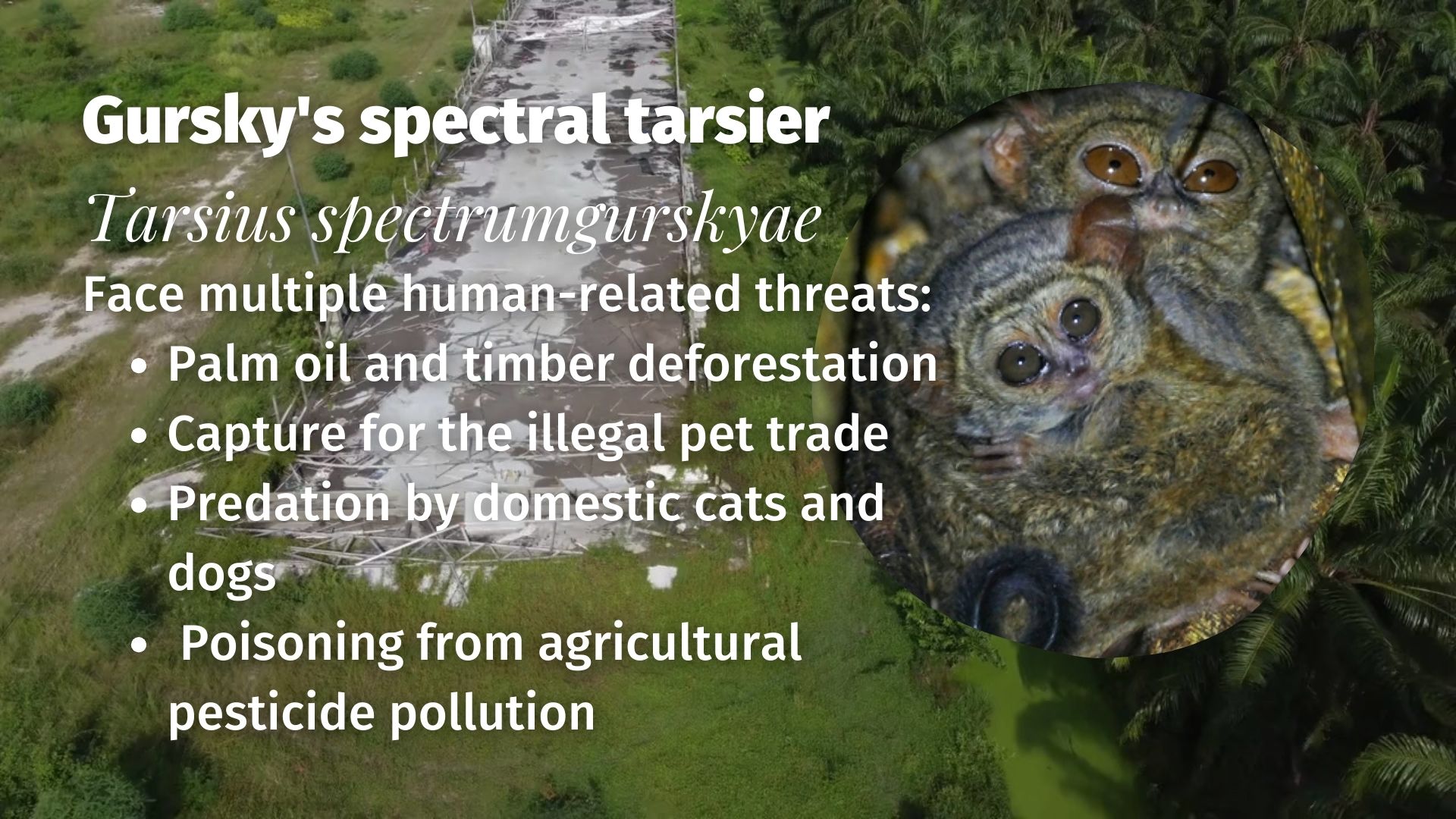 Gursky's spectral tarsier Tarsius spectrumgurskyae threats