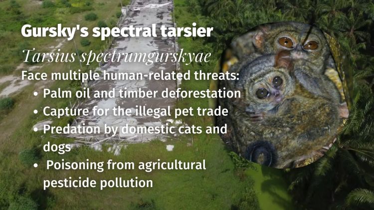 Gursky's spectral tarsier Tarsius spectrumgurskyae threats