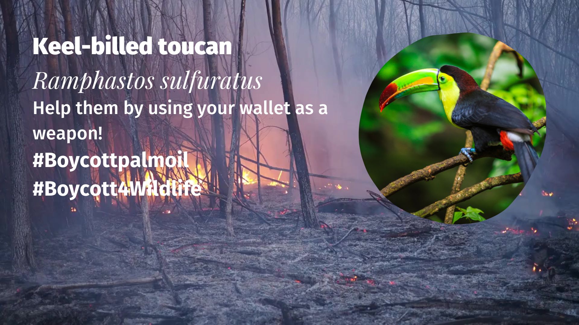 Keel-billed toucan Ramphastos sulfuratus Boycott Palm Oil
