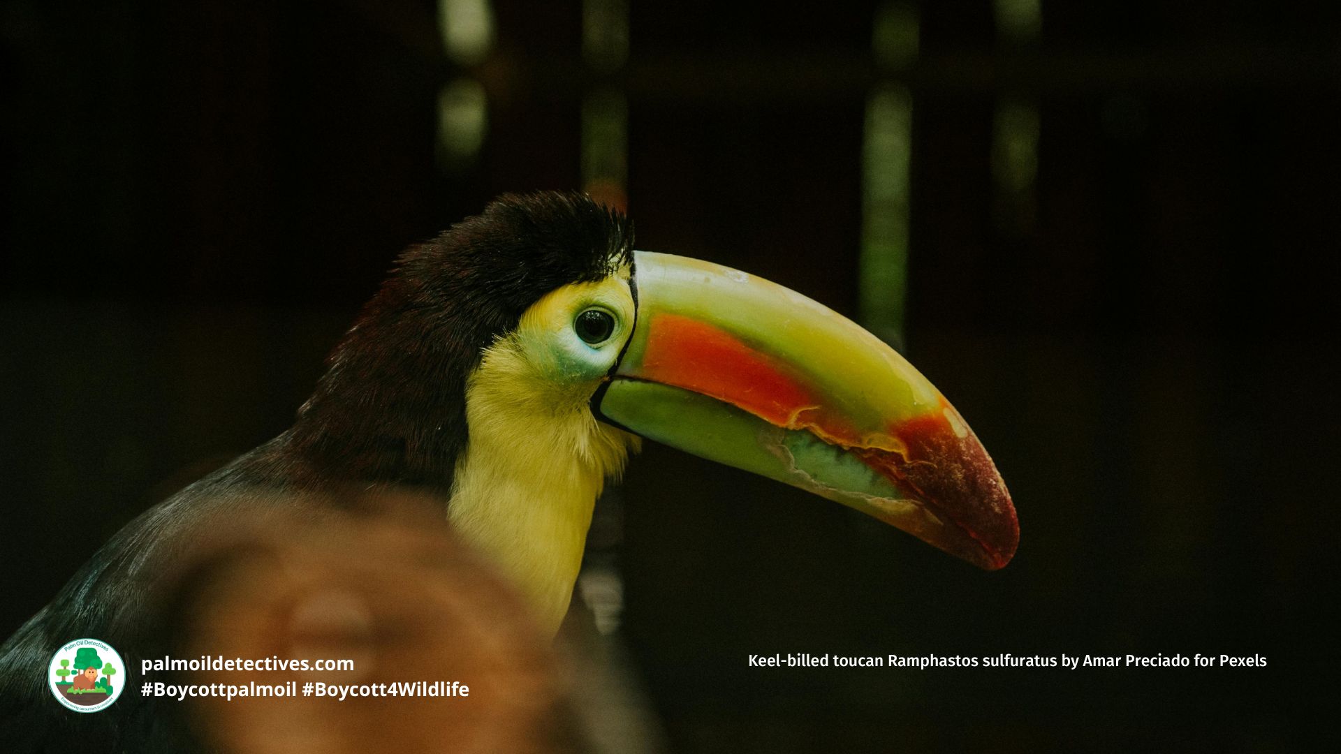 Keel-billed toucan Ramphastos sulfuratus by Amar Preciado for Pexels