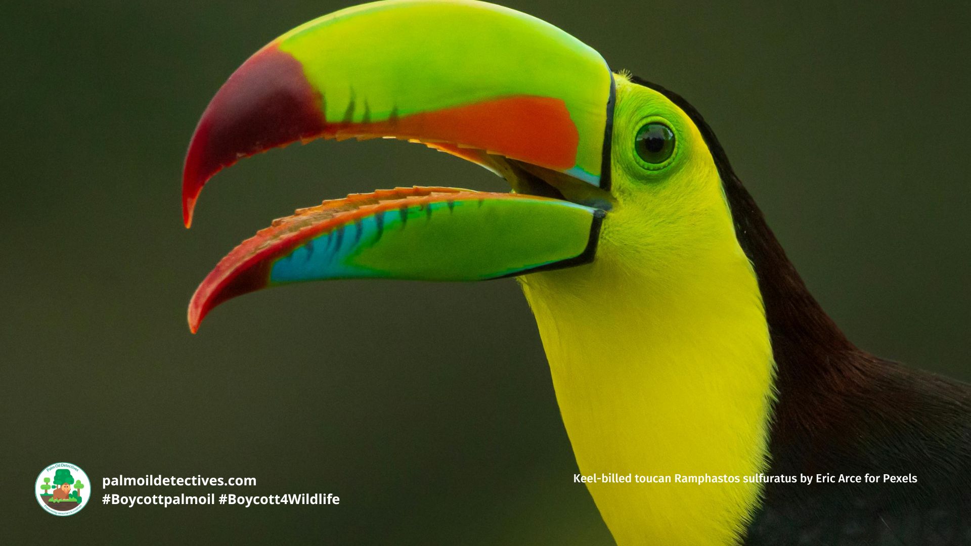 Keel-billed toucan Ramphastos sulfuratus by Eric Arce for Pexels