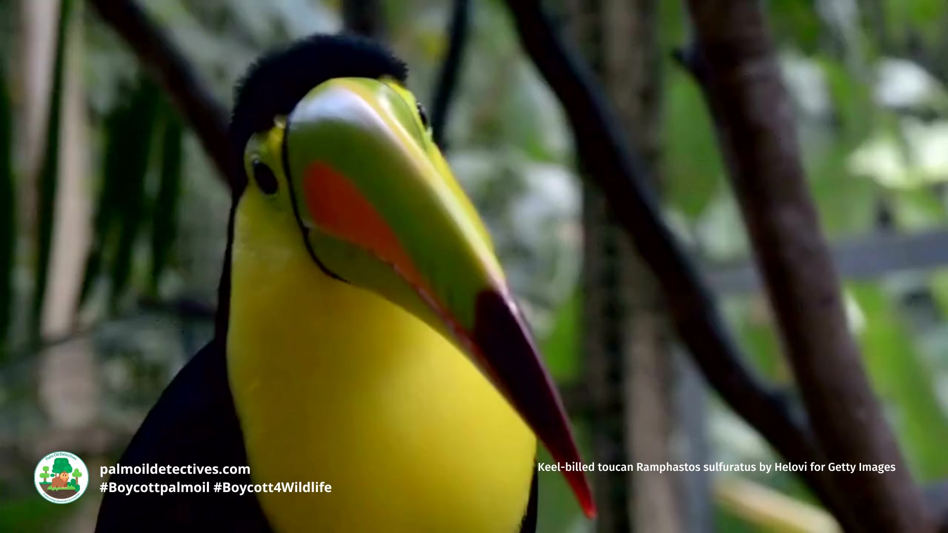Keel-billed toucan Ramphastos sulfuratus by Helovi for Getty Images
