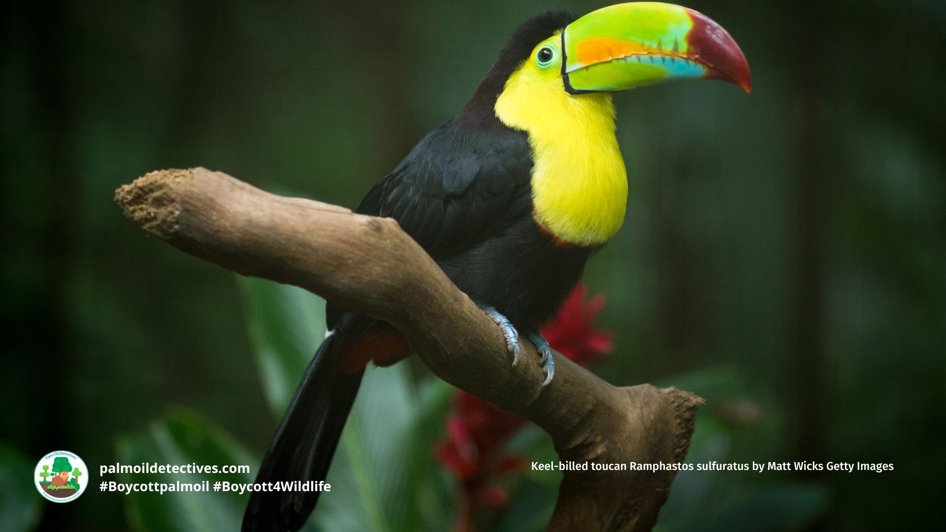 Keel-billed toucan Ramphastos sulfuratus by Matt Wicks Getty Images