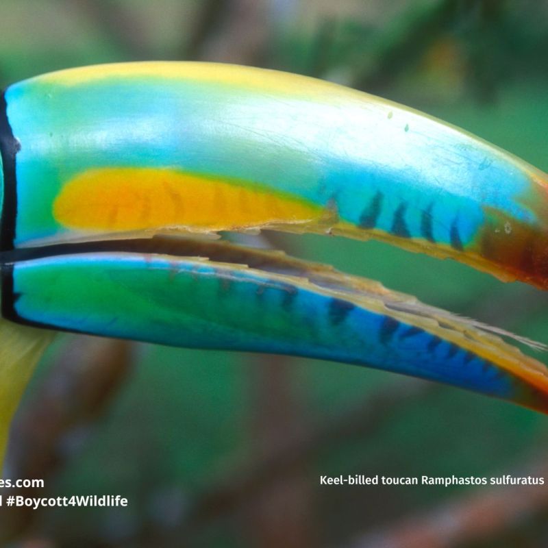 Keel-billed Toucan Ramphastos sulfuratus