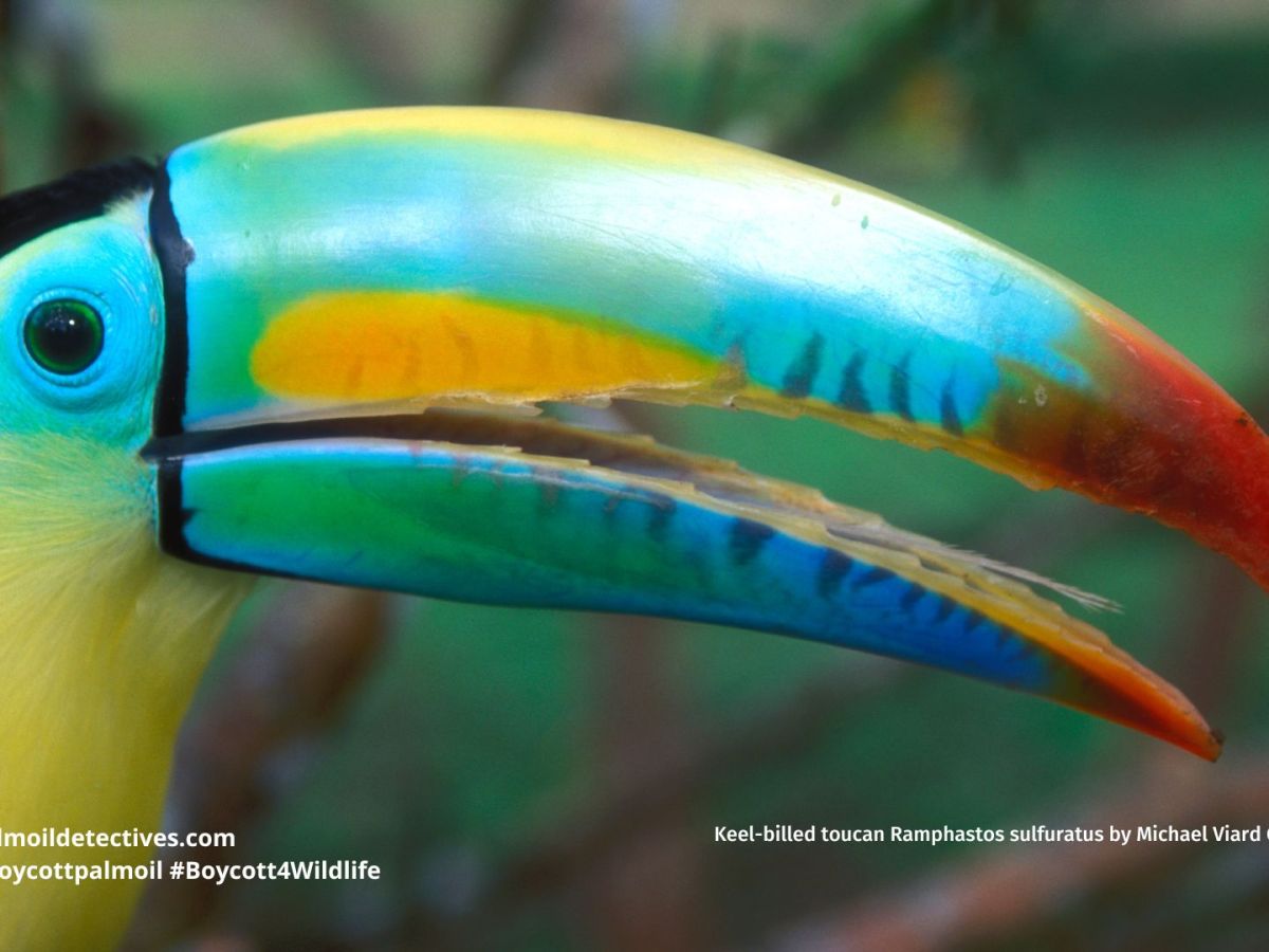 Keel-billed Toucan Ramphastos sulfuratus