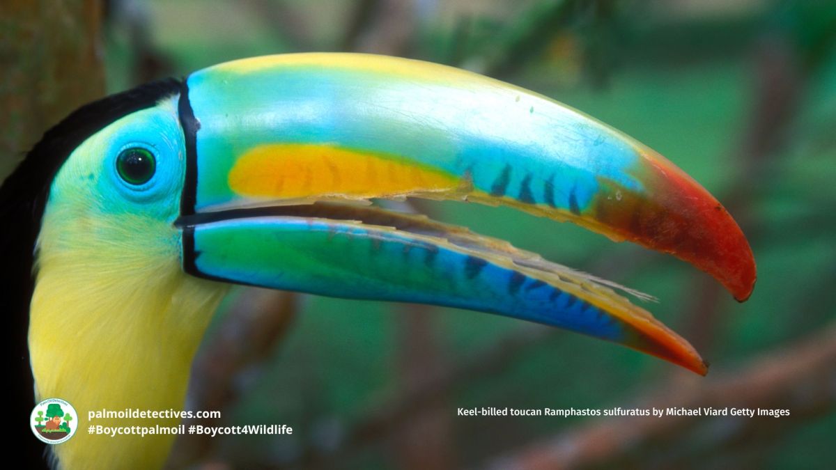 Keel-billed Toucan Ramphastos sulfuratus