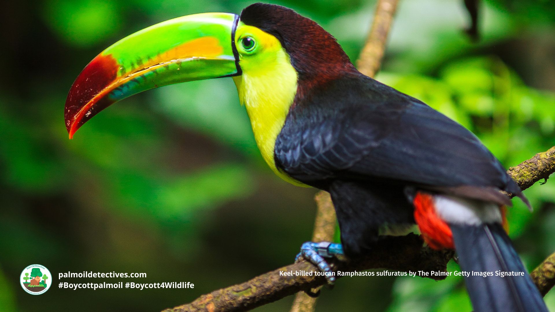 Keel-billed toucan Ramphastos sulfuratus by The Palmer Getty Images Signature (2)