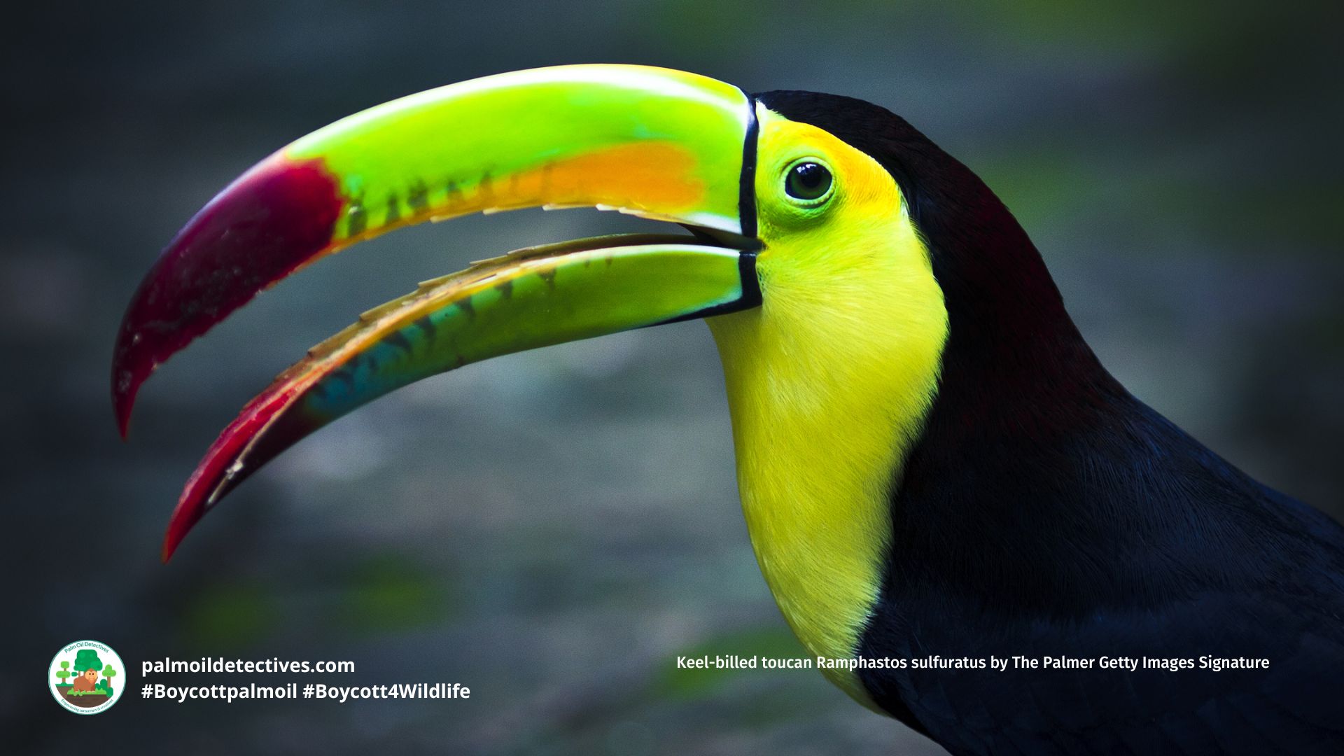 Keel-billed toucan Ramphastos sulfuratus by The Palmer Getty Images Signature