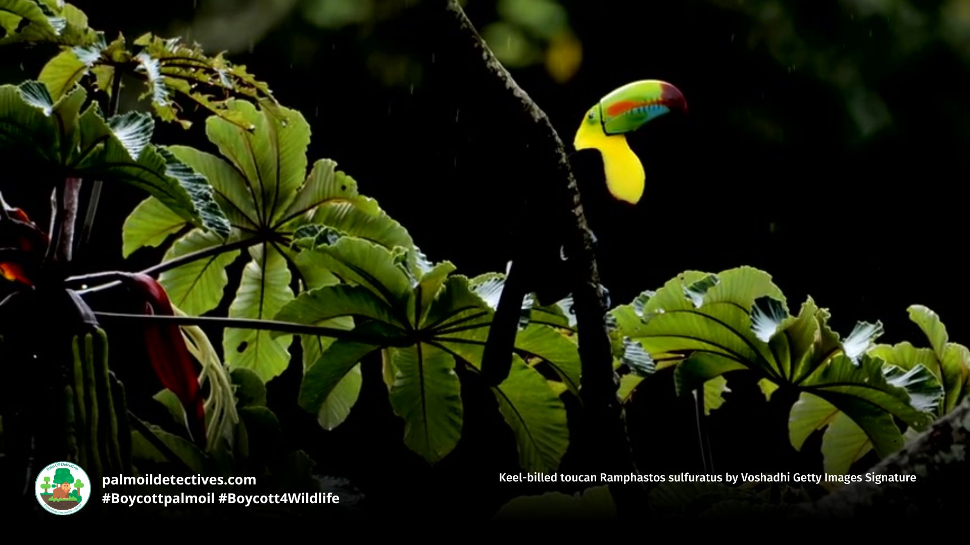 Keel-billed toucan Ramphastos sulfuratus by Voshadhi Getty Images Signature