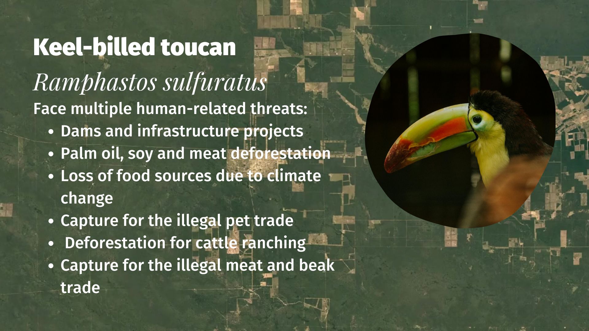 Keel-billed toucan Ramphastos sulfuratus Threats