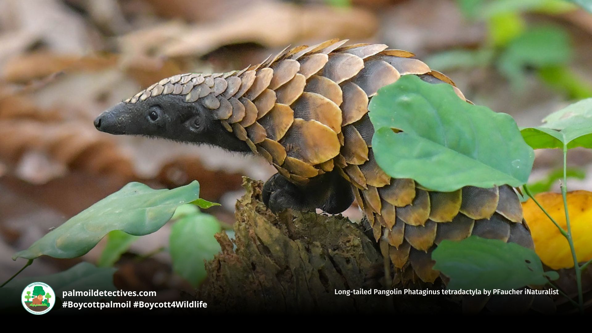 Long-tailed Pangolin Facts: Size, Habitat and Conservation