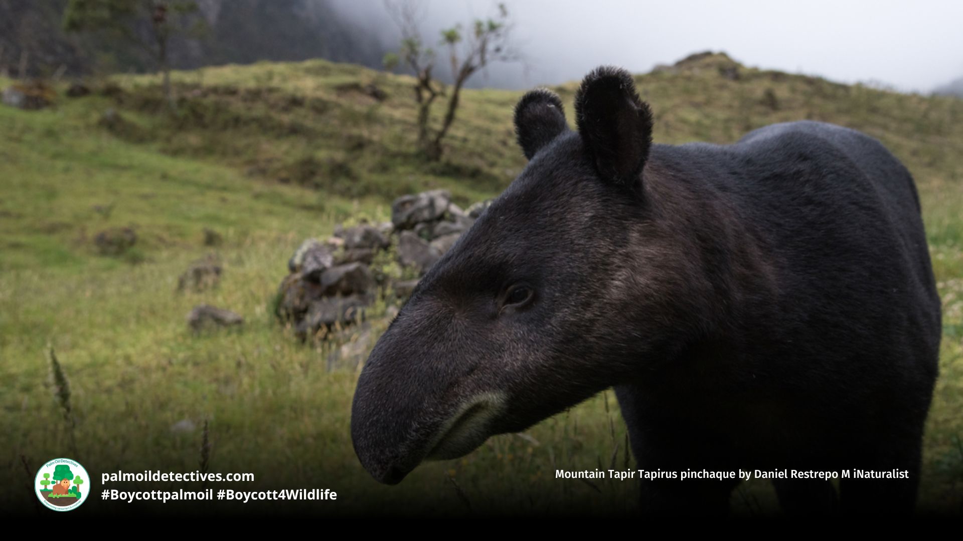 Mountain Tapir Tapirus pinchaque by Daniel Restrepo M iNaturalist