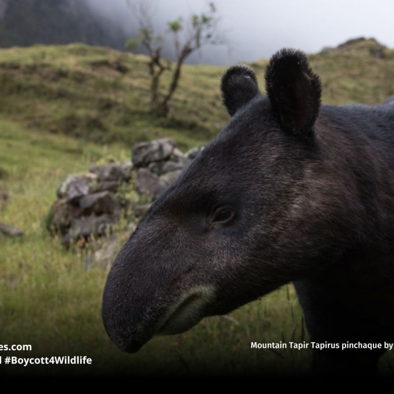 Mountain Tapir Tapirus pinchaque