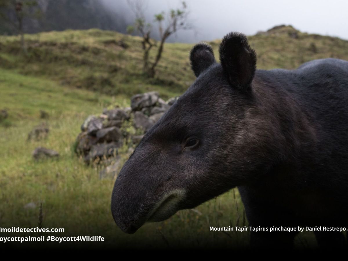 Mountain Tapir Tapirus pinchaque