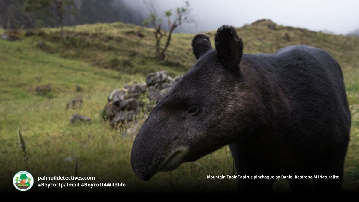 Mountain Tapir Tapirus pinchaque
