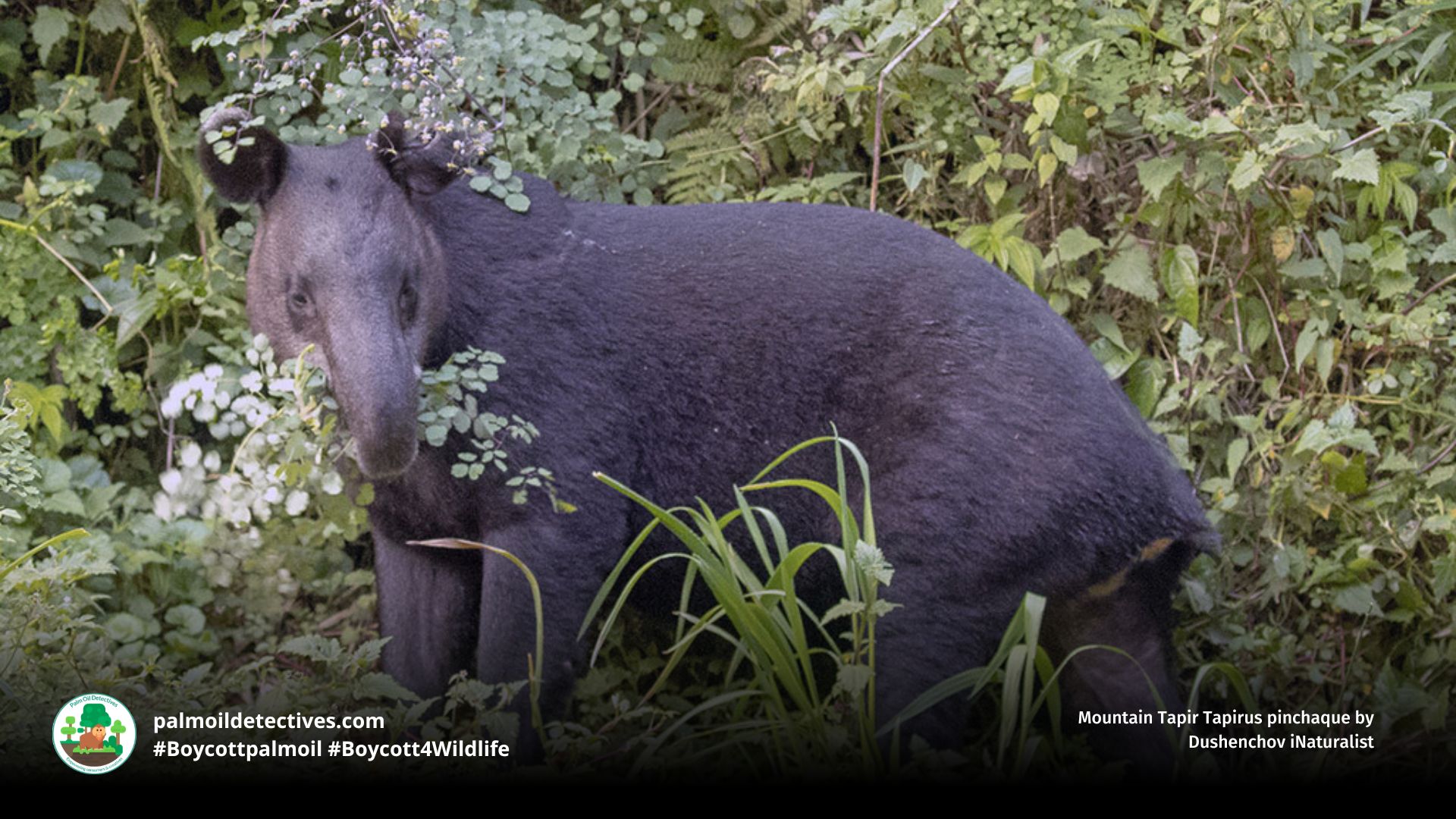 Mountain Tapir Tapirus pinchaque by Dushenchov iNaturalist