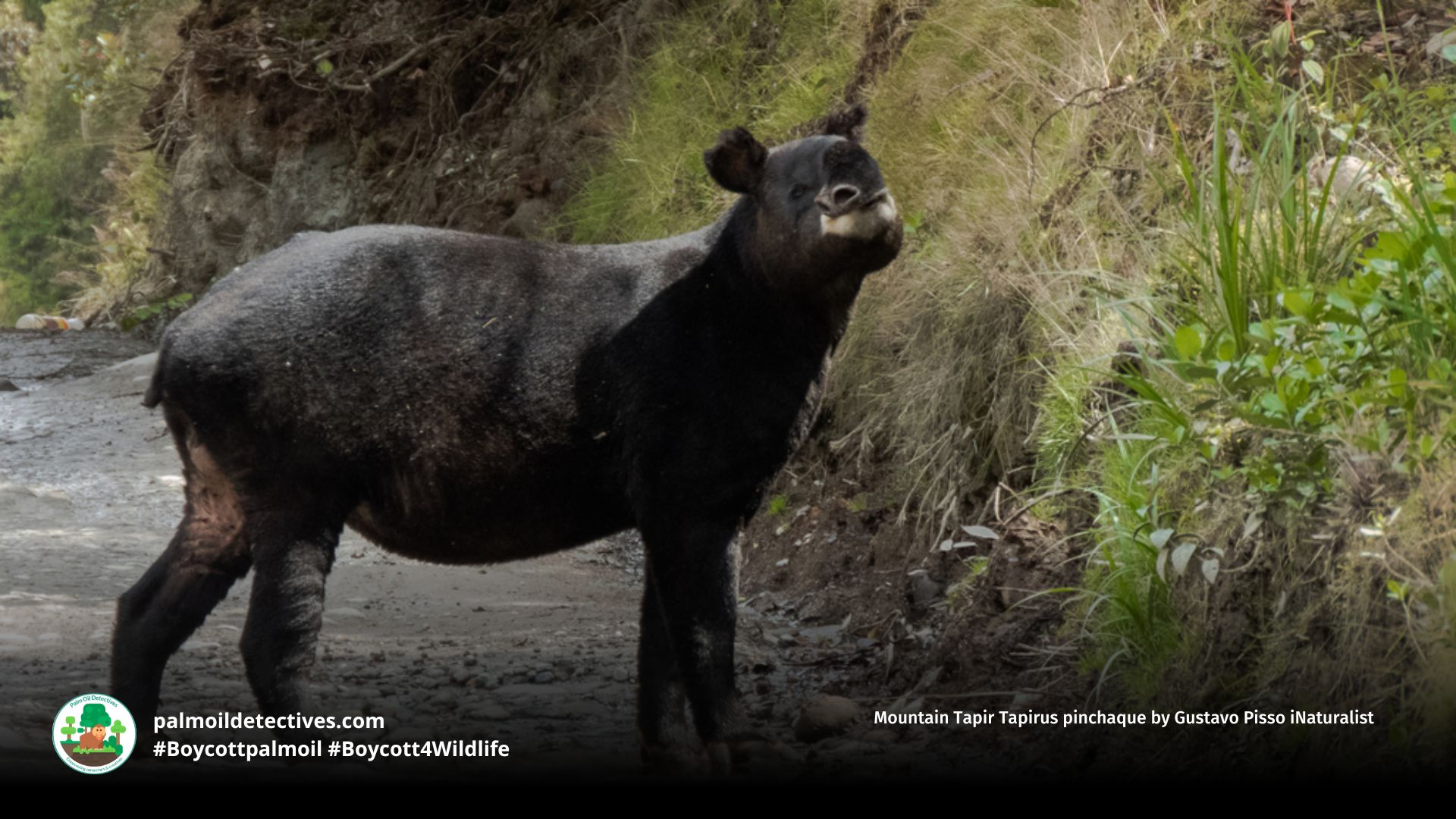 Mountain Tapir Tapirus pinchaque by Gustavo Pisso iNaturalist