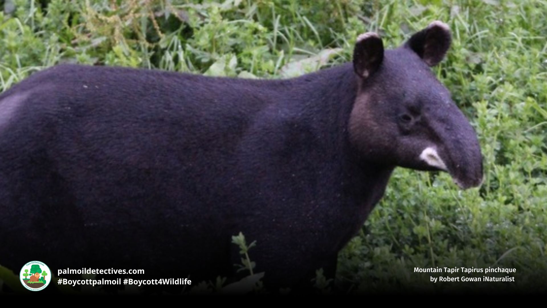 Mountain Tapir Tapirus pinchaque by Robert Gowan iNaturalist (2)