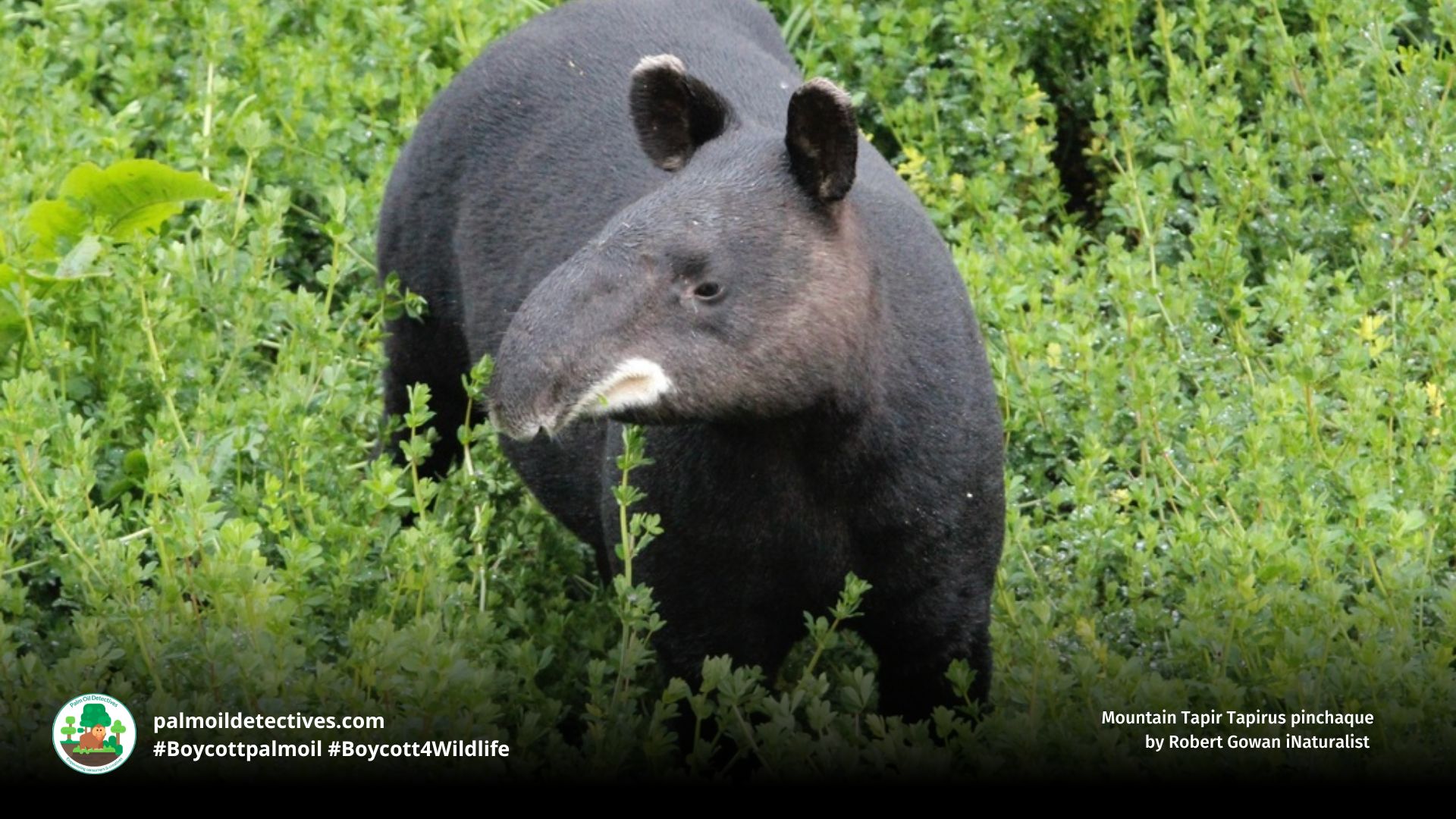 Mountain Tapir Tapirus pinchaque by Robert Gowan iNaturalist