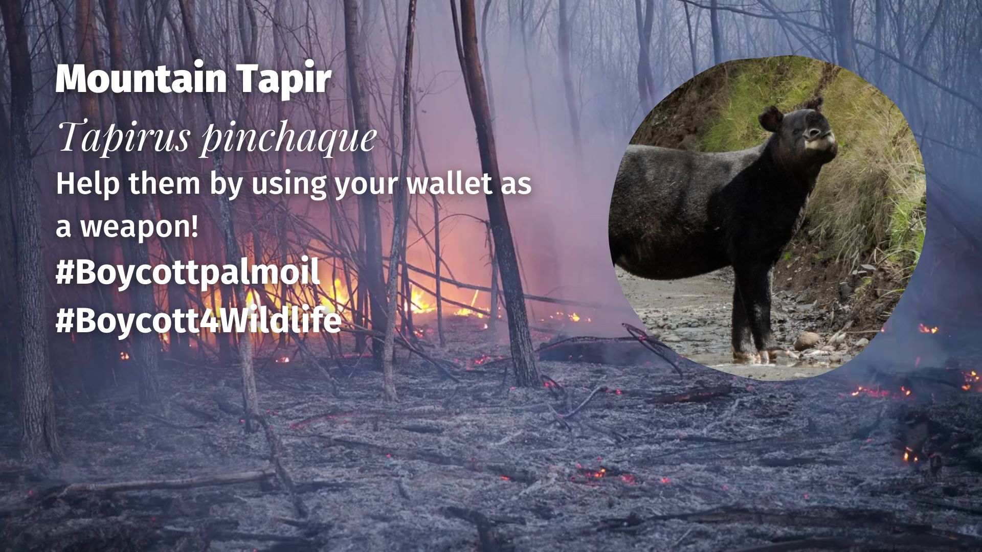 Mountain Tapir Tapirus pinchaque threats (2)