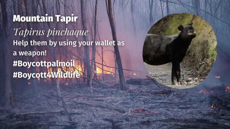 Mountain Tapir Tapirus pinchaque threats (2)