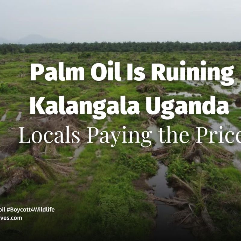 Palm Oil Is Ruining Kalangala Uganda — Locals Paying the&nbsp;Price