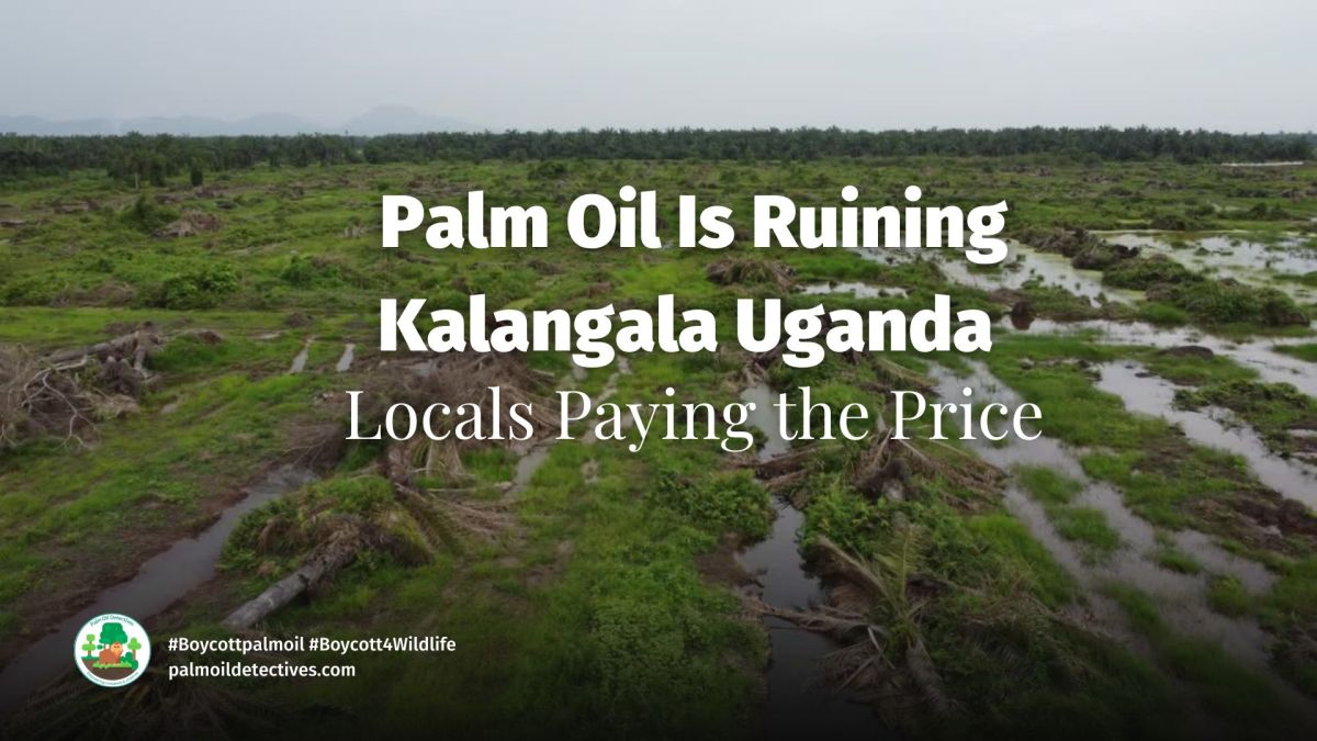 Palm Oil Is Ruining Kalangala Uganda — Locals Paying the&nbsp;Price