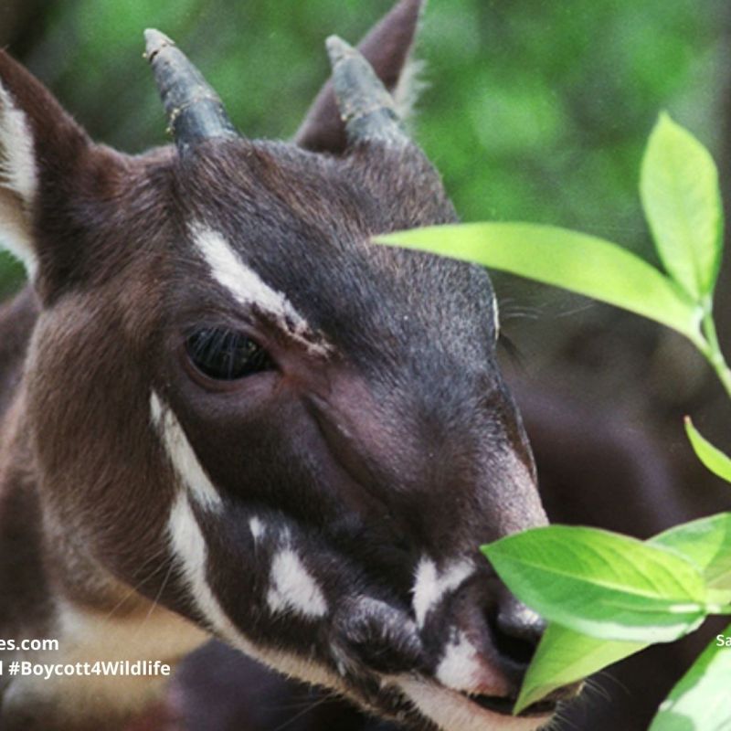 Saola Pseudoryx nghetinhensis