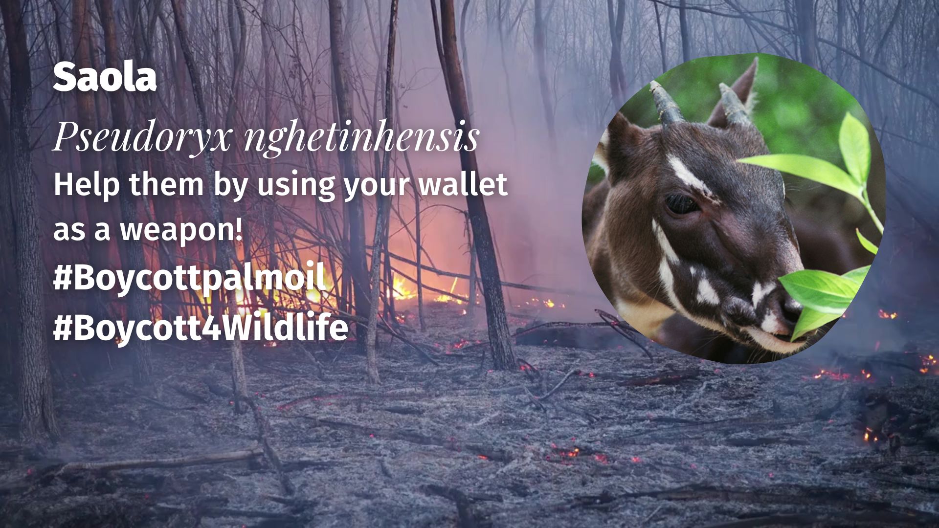 Saola Pseudoryx nghetinhensis boycott