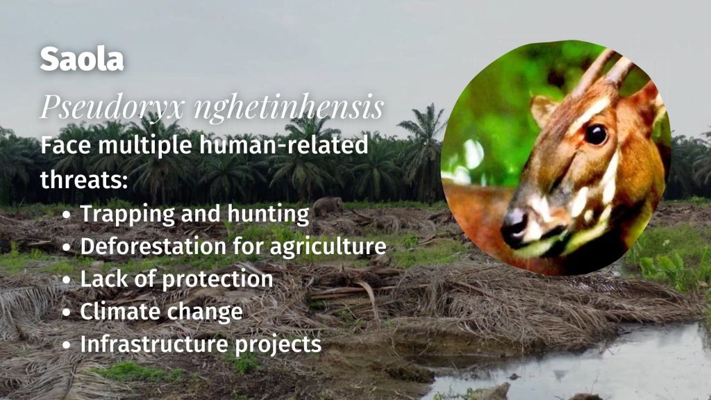 Saola Pseudoryx nghetinhensis threats