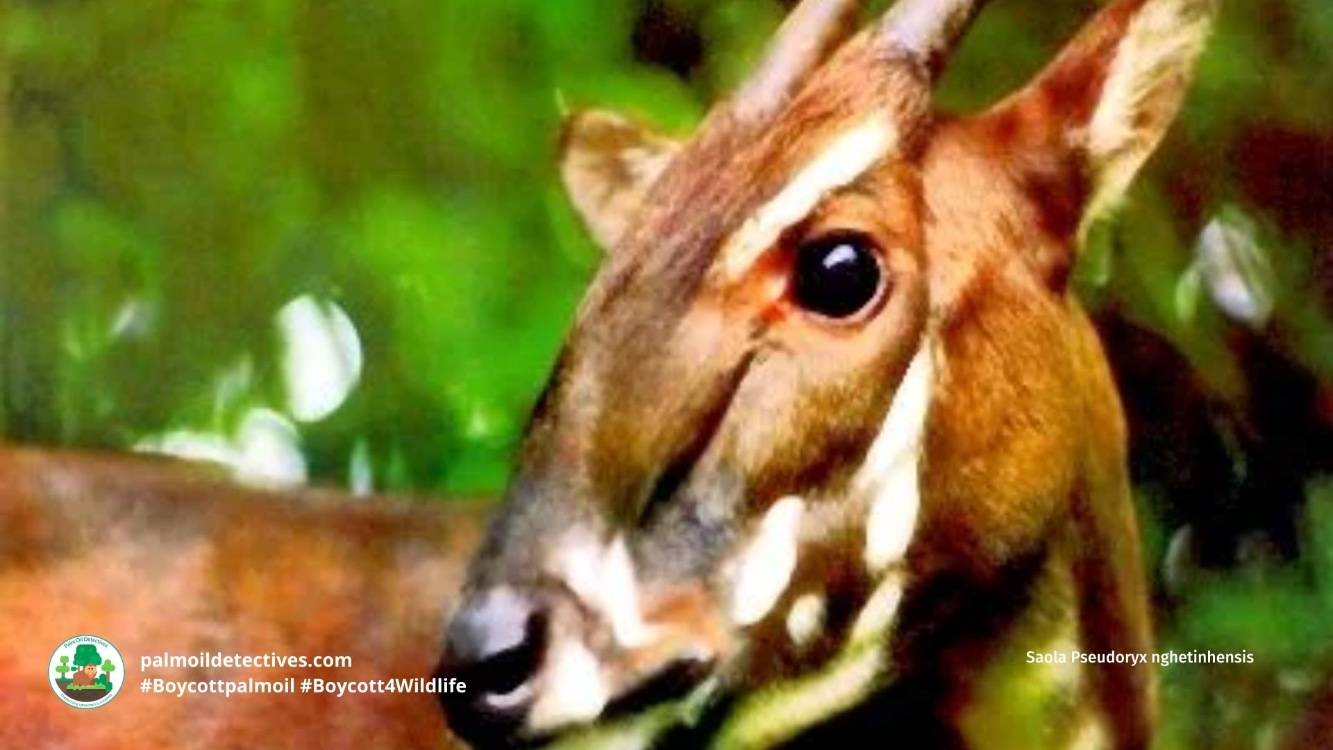 Saola Pseudoryx nghetinhensis