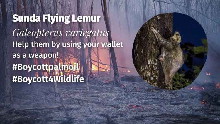 Sunda Flying Lemur Galeopterus variegatus boycott palm oil