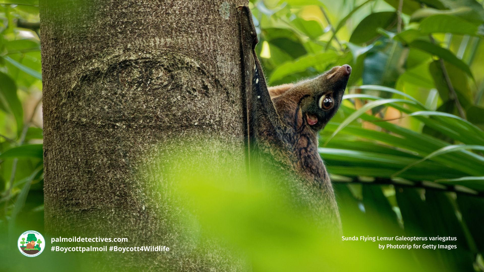 Sunda Flying Lemur Galeopterus variegatus by Phototrip for Getty Images (2)