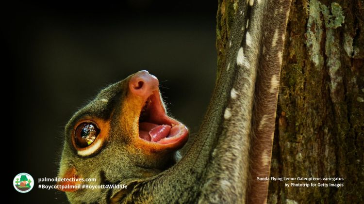 Sunda Flying Lemur Galeopterus variegatus by Phototrip for Getty Images (3)