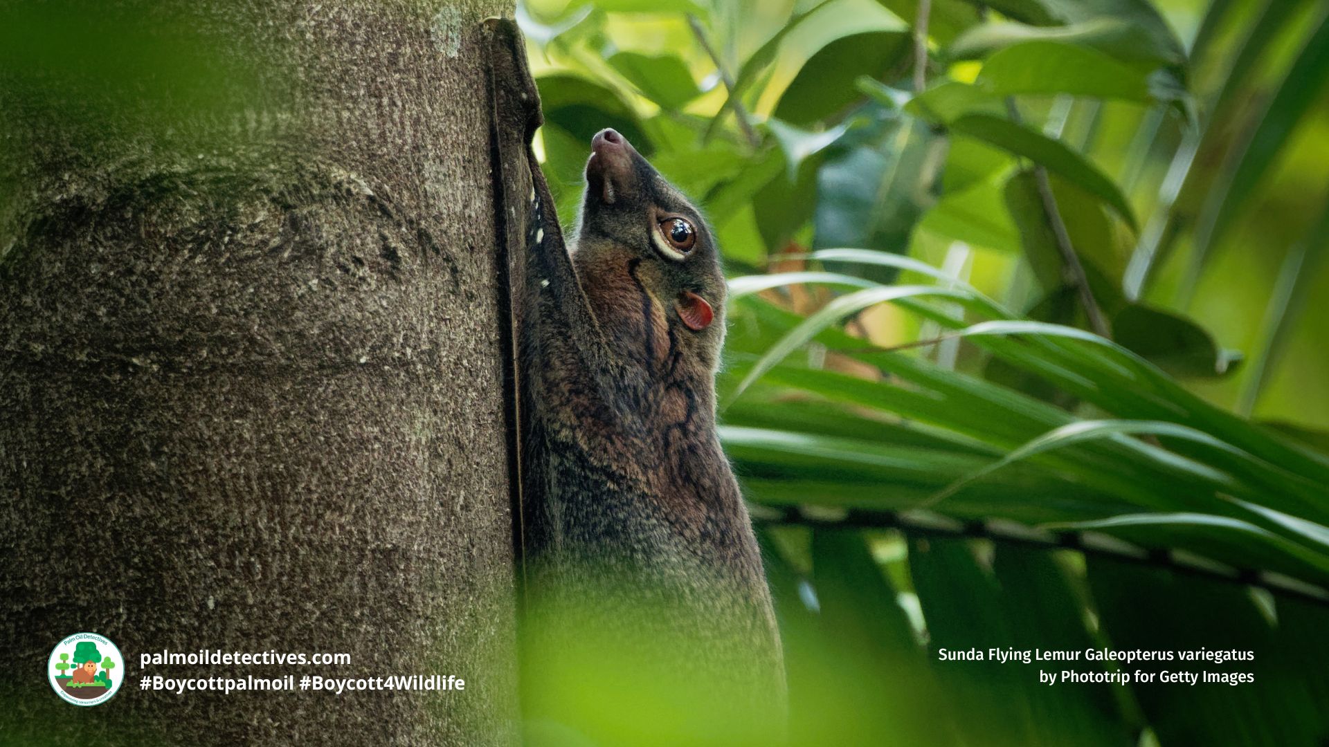 Sunda Flying Lemur Galeopterus variegatus by Phototrip for Getty Images (4)