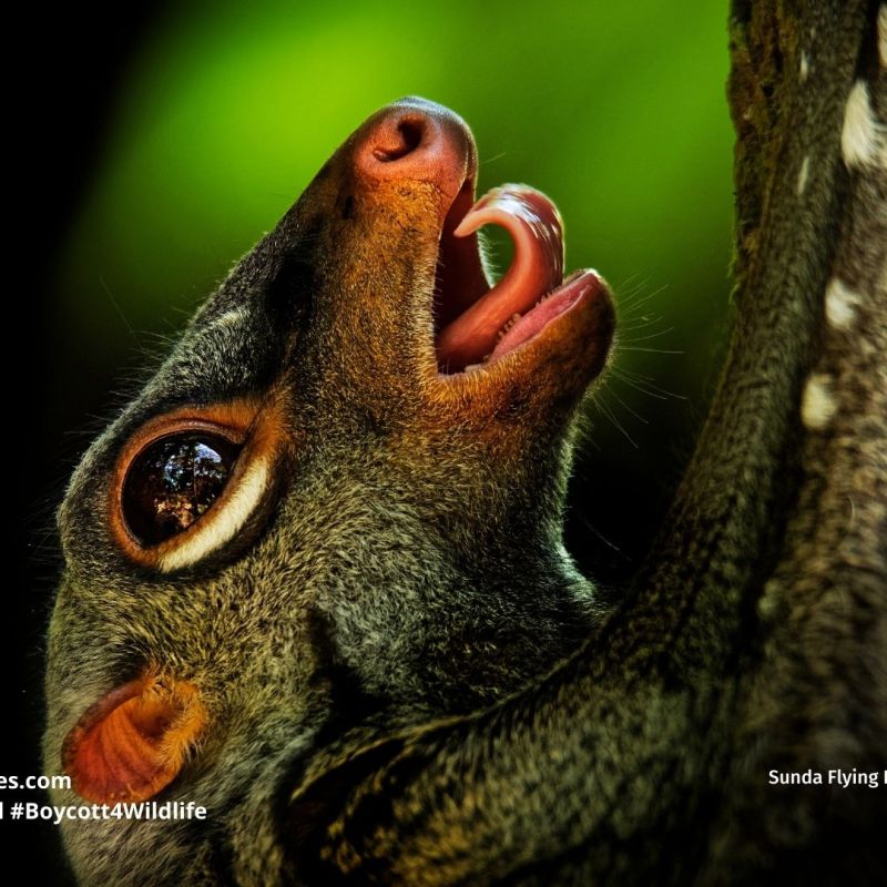 Sunda Flying Lemur Galeopterus&nbsp;variegatus