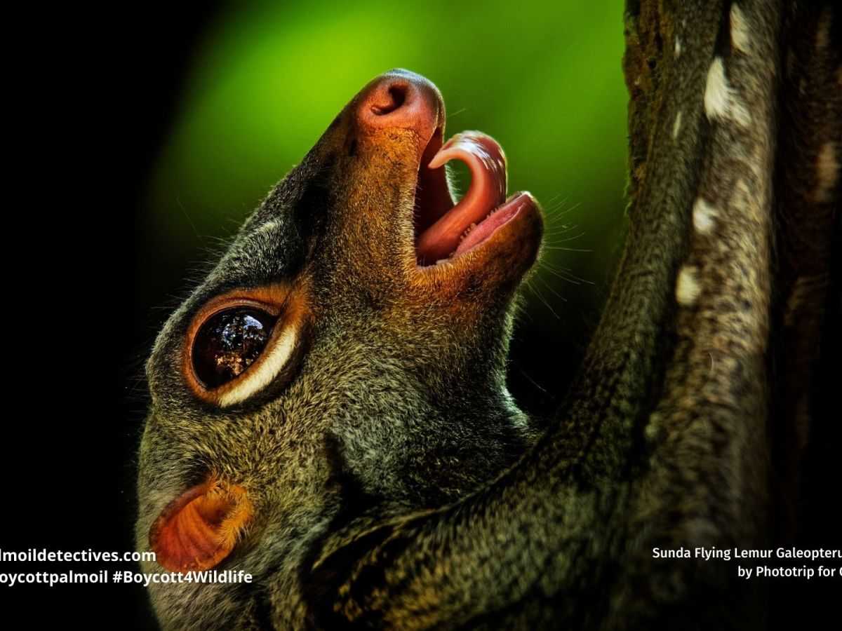 Sunda Flying Lemur Galeopterus&nbsp;variegatus