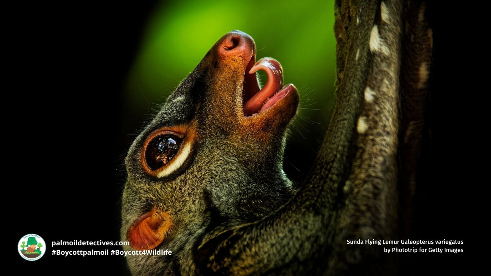 Sunda Flying Lemur Galeopterus variegatus by Phototrip for Getty Images (5)