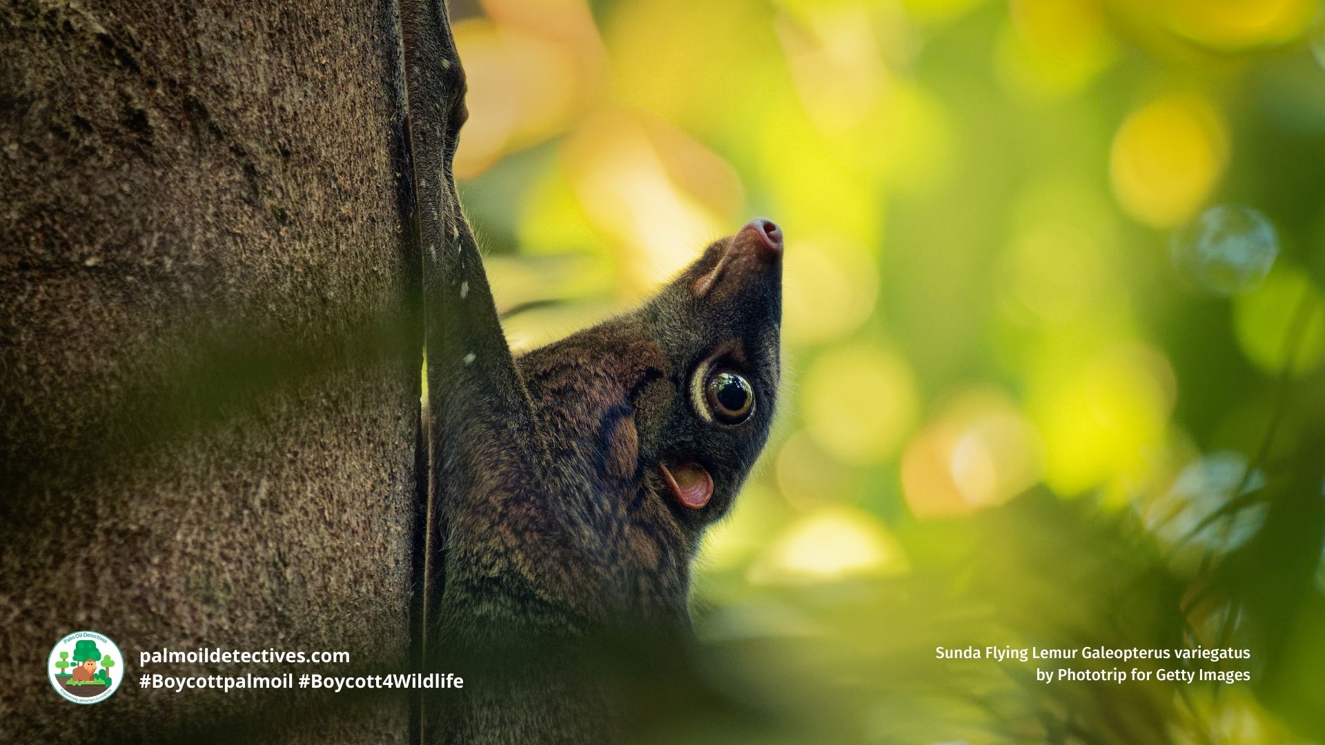 Sunda Flying Lemur Galeopterus variegatus by Phototrip for Getty Images (6)