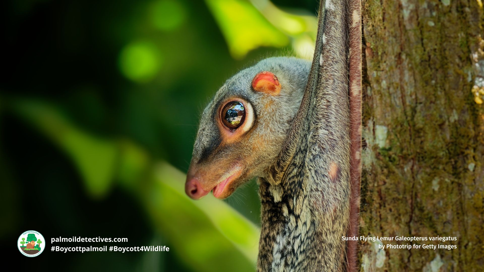 Sunda Flying Lemur Galeopterus variegatus by Phototrip for Getty Images