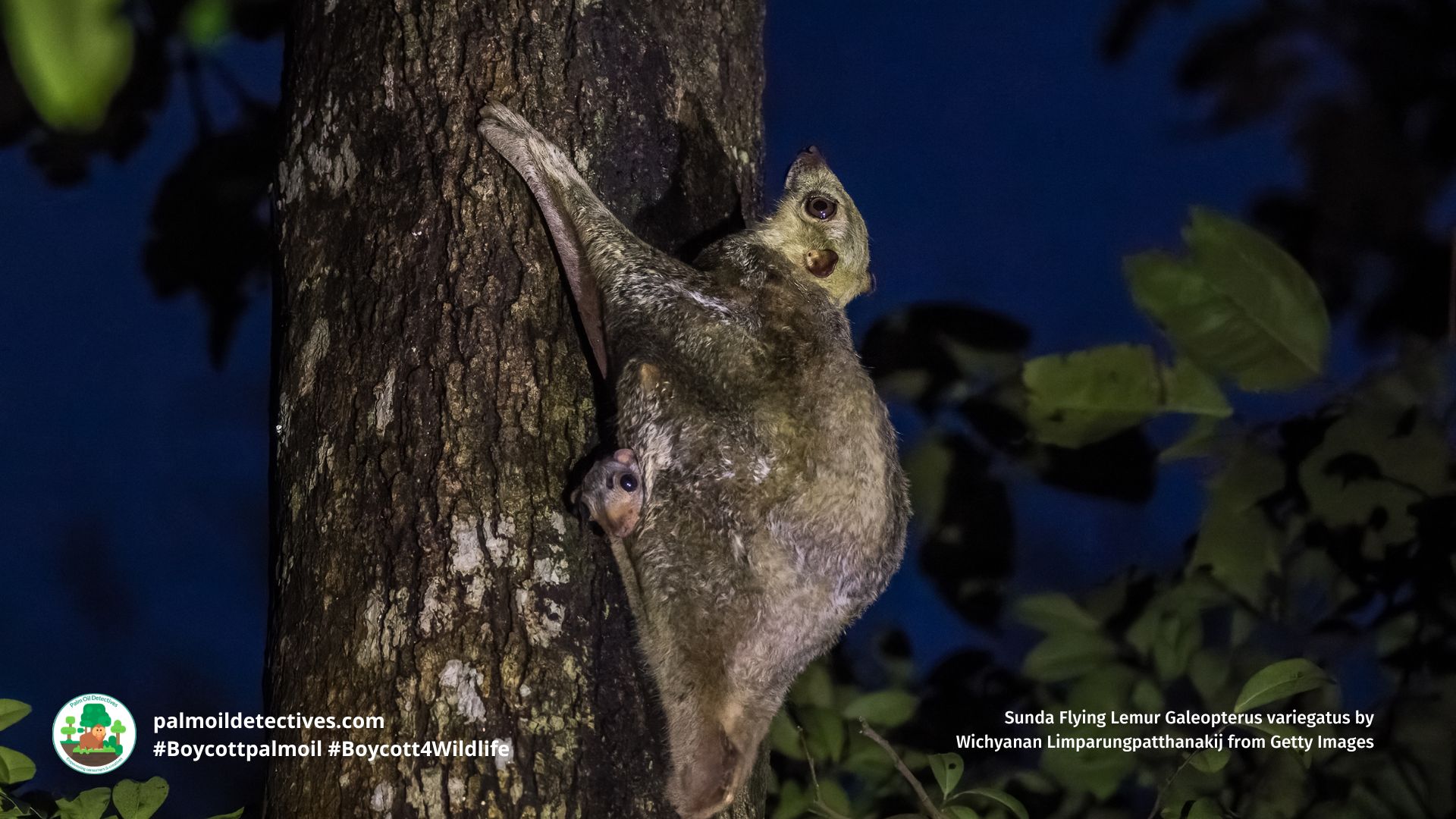 Sunda Flying Lemur Galeopterus variegatus by Wichyanan Limparungpatthanakij from Getty Images