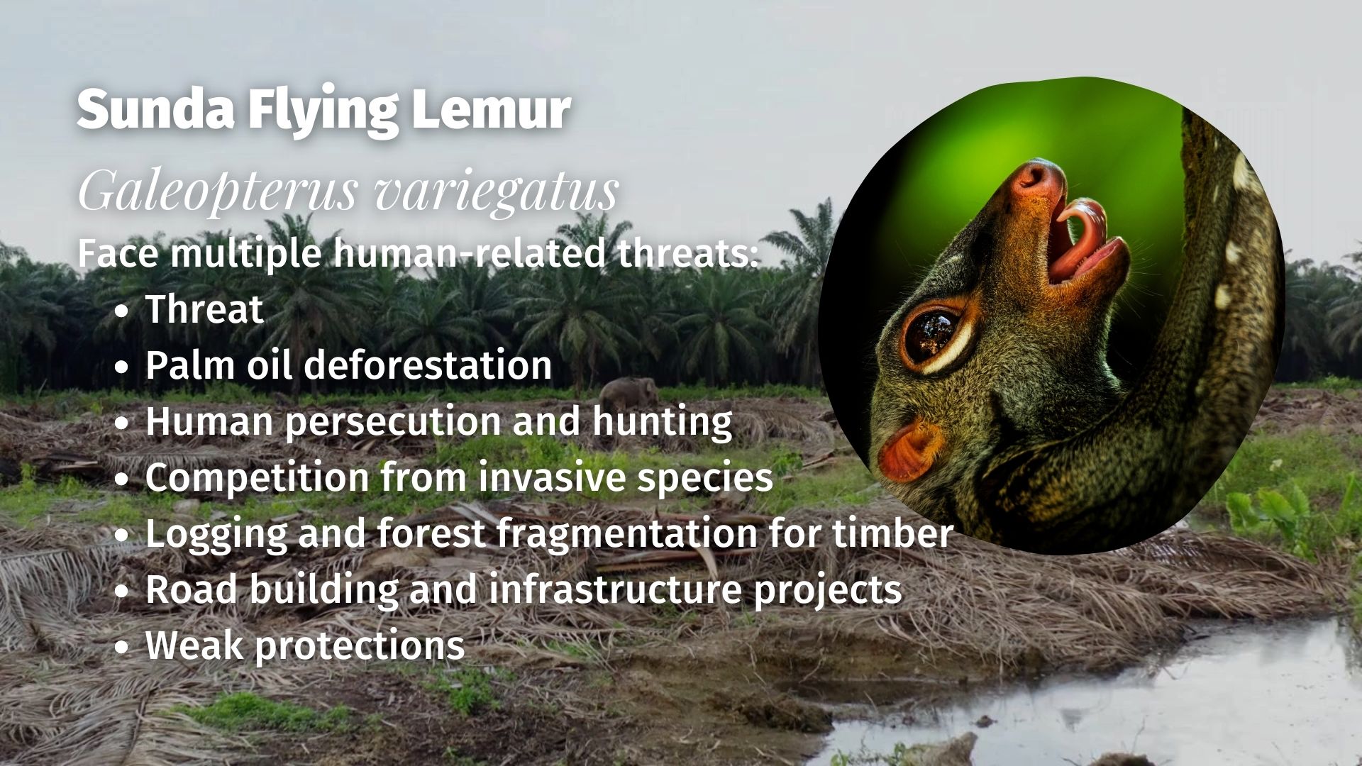 Sunda Flying Lemur Galeopterus variegatus threats